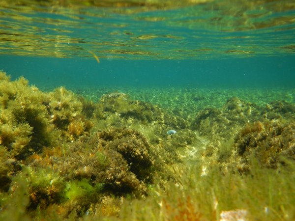Potenziali usi delle alghe