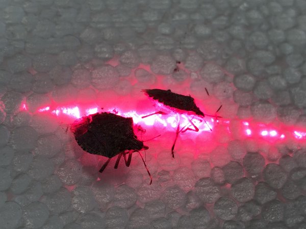 Low-cost efficient Pest Control by use of a automated Laser Beam