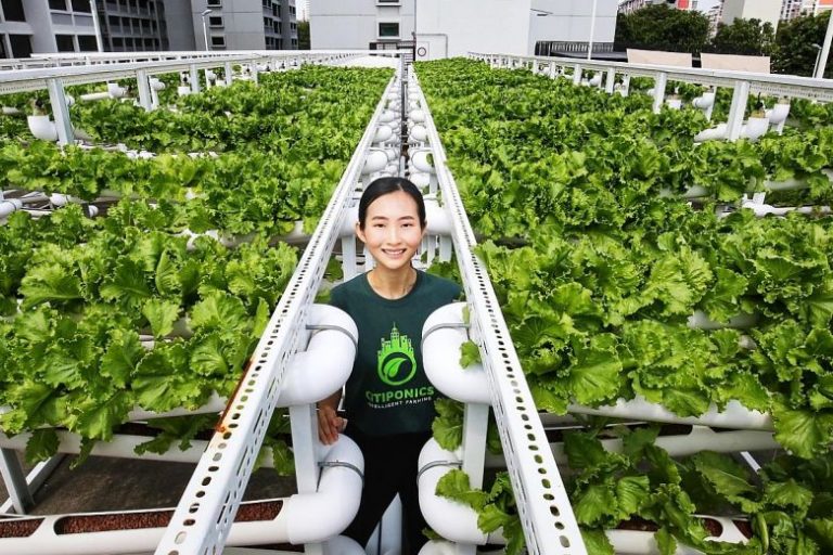 Carpark rooftops turn into urban farms