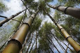 Bamboo in Africa