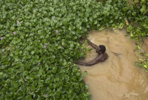 Il Giacinto d'acqua infesta il lago Tana, in Africa