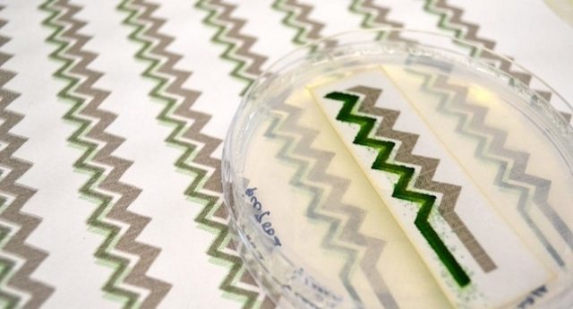 Digitally Printed Cyanobacteria