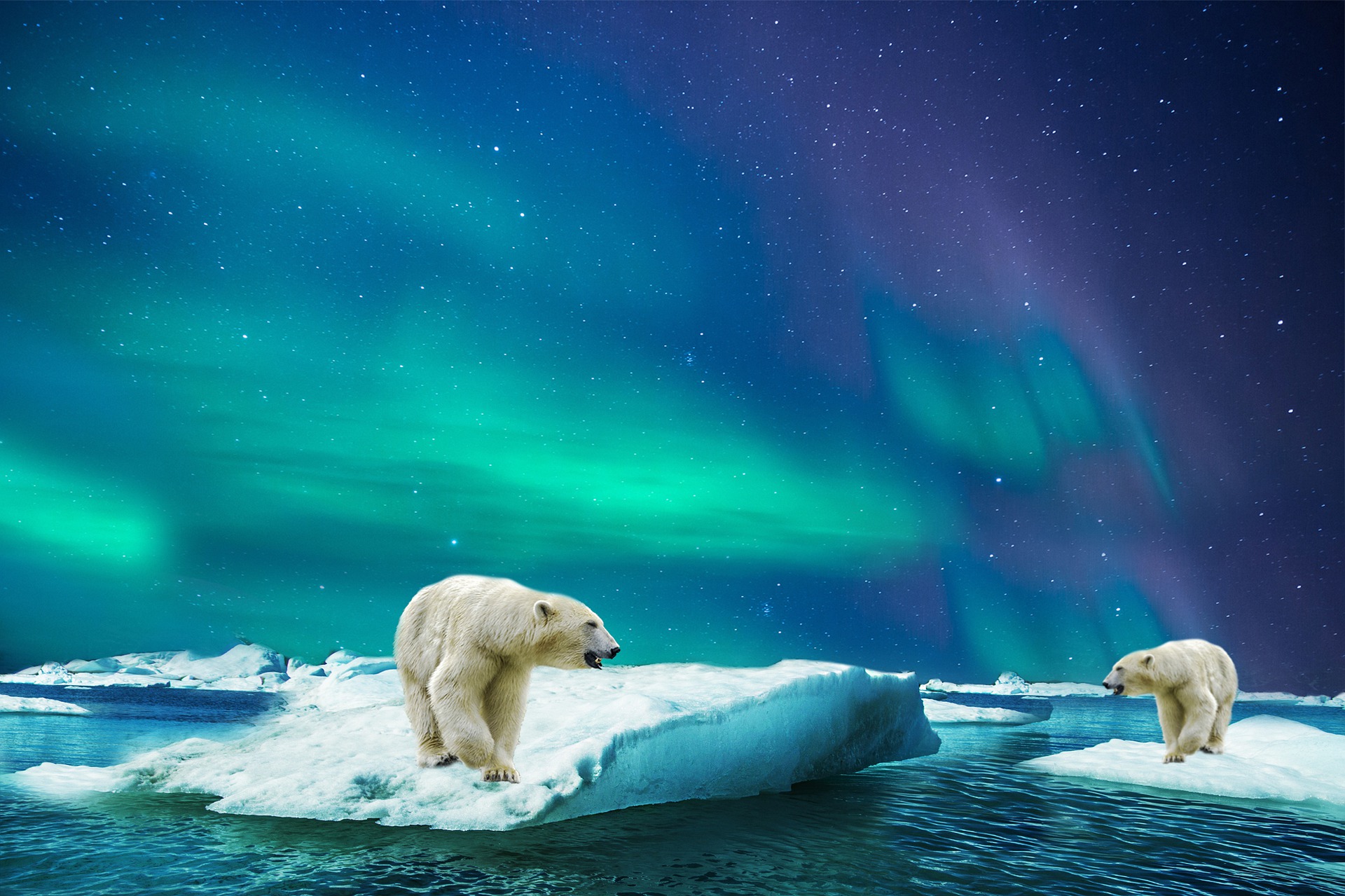 Aurora boreale e orsi bianchi