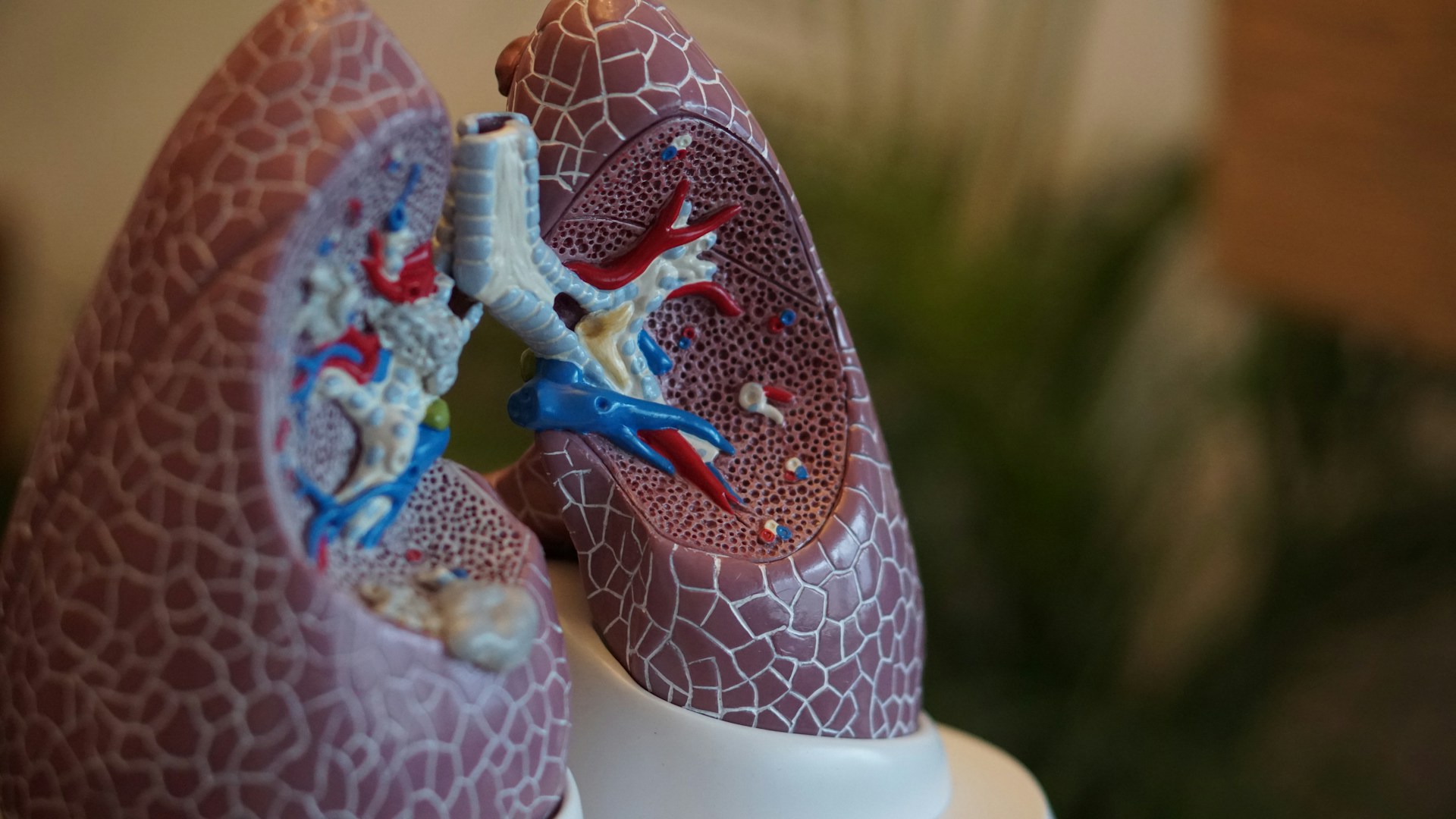 Modello 3D dei polmoni
